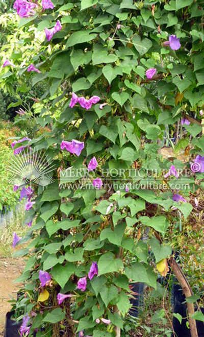 Thunbergia dark purple